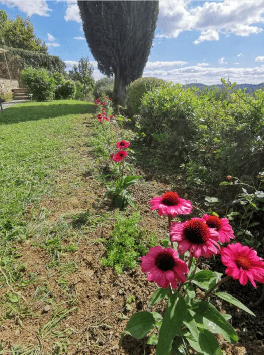 Flower beds with seasonal plants in a residential garden in Florence